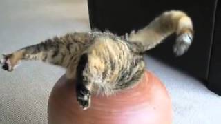 Кошка застряла в кувшине нереальный прикол Кошка застряла в кувшине нереальный прикол