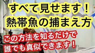 【実践解説付き!!】熱帯魚をアミで上手に捕まえる方法を大公開!! プロのテクニックを教えます!