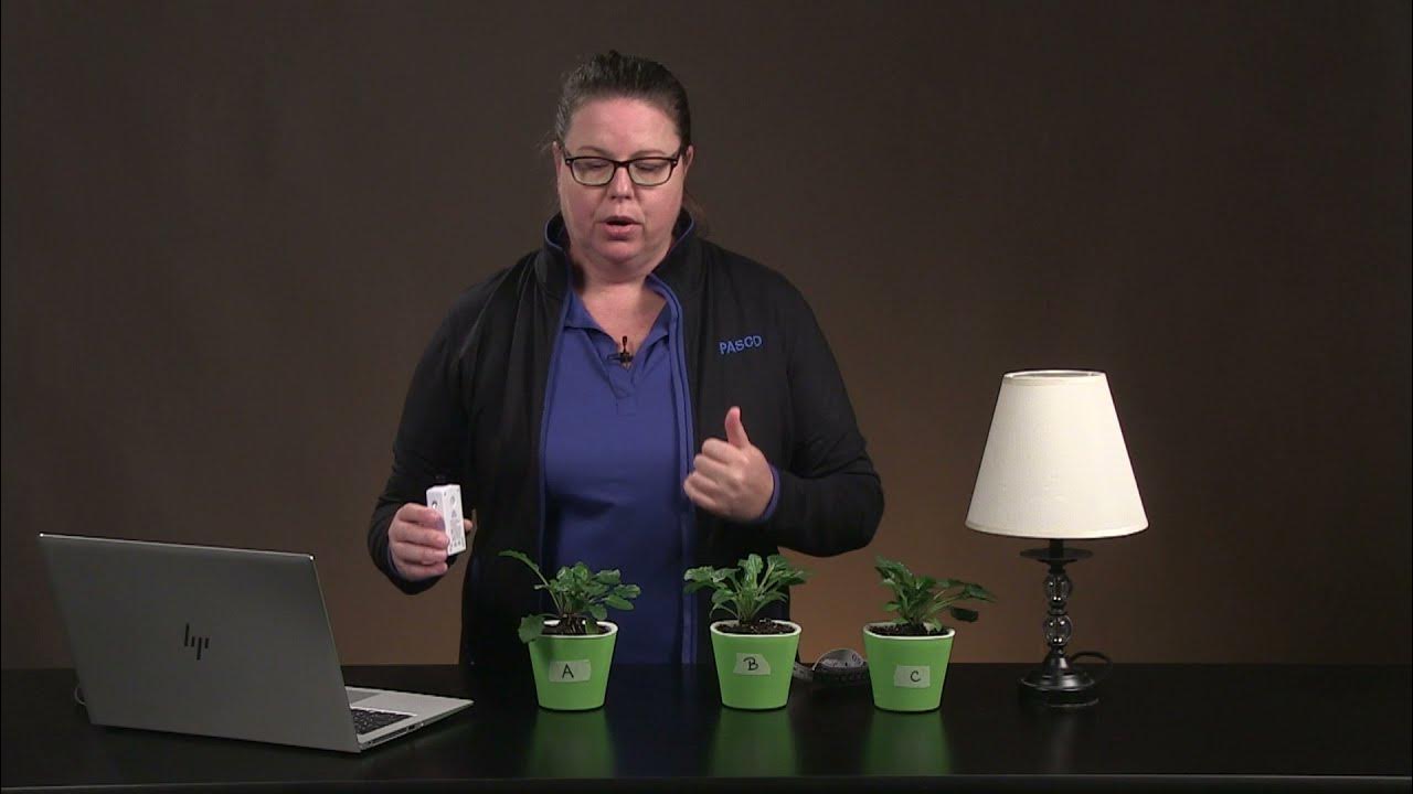 Can Plants Survive without Light? YouTube
