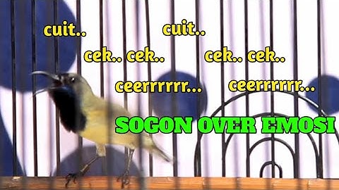 CUMA 1 MENIT ❗TERAPI GACOR SOGON MACET BUNYI