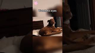 #funnydogs#cute#doglover#doglife#cure#dogshorts#pet#doglife#dogshorts