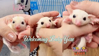 [Latepost] Welcoming Baby Yose ♡ #sugarglider #sugargliderleucistic #cuteanimal #pets #petslover