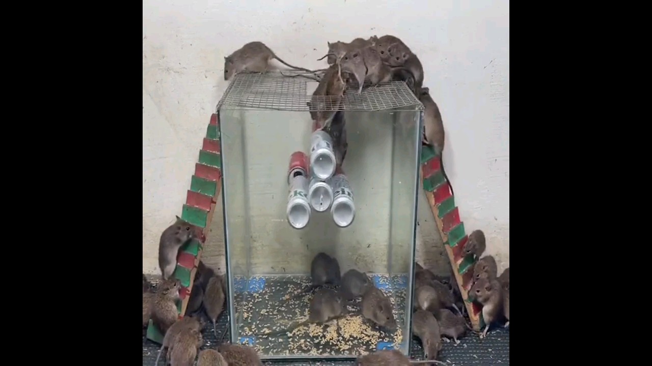 Easy Mouse Trap Bucket 