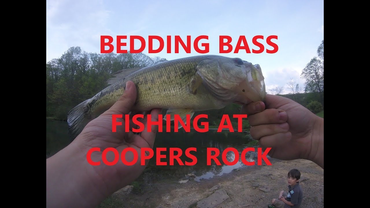 Bed Bass Fishing at Coopers Rock Wv 
