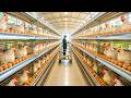 Chicken Farming - Raising Laying Hens For Eggs - Harvesting Chicken Eggs
