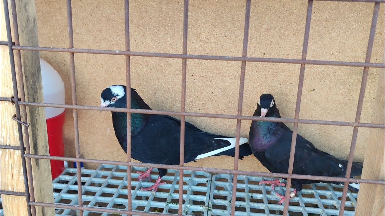 Rüzgar Madurları İyi Seyirler