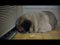 寝てるパグの近くに、おやつを置いてみた！Pug