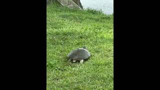 Florida Softshell Turtle over near Fonny’s lavender and poking up against the lanai. Tampa Bless! 🐢