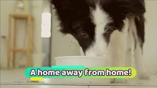 Diamonds in the Ruff Pet Resort and Salon Dog Boarding and Grooming in Abilene TX