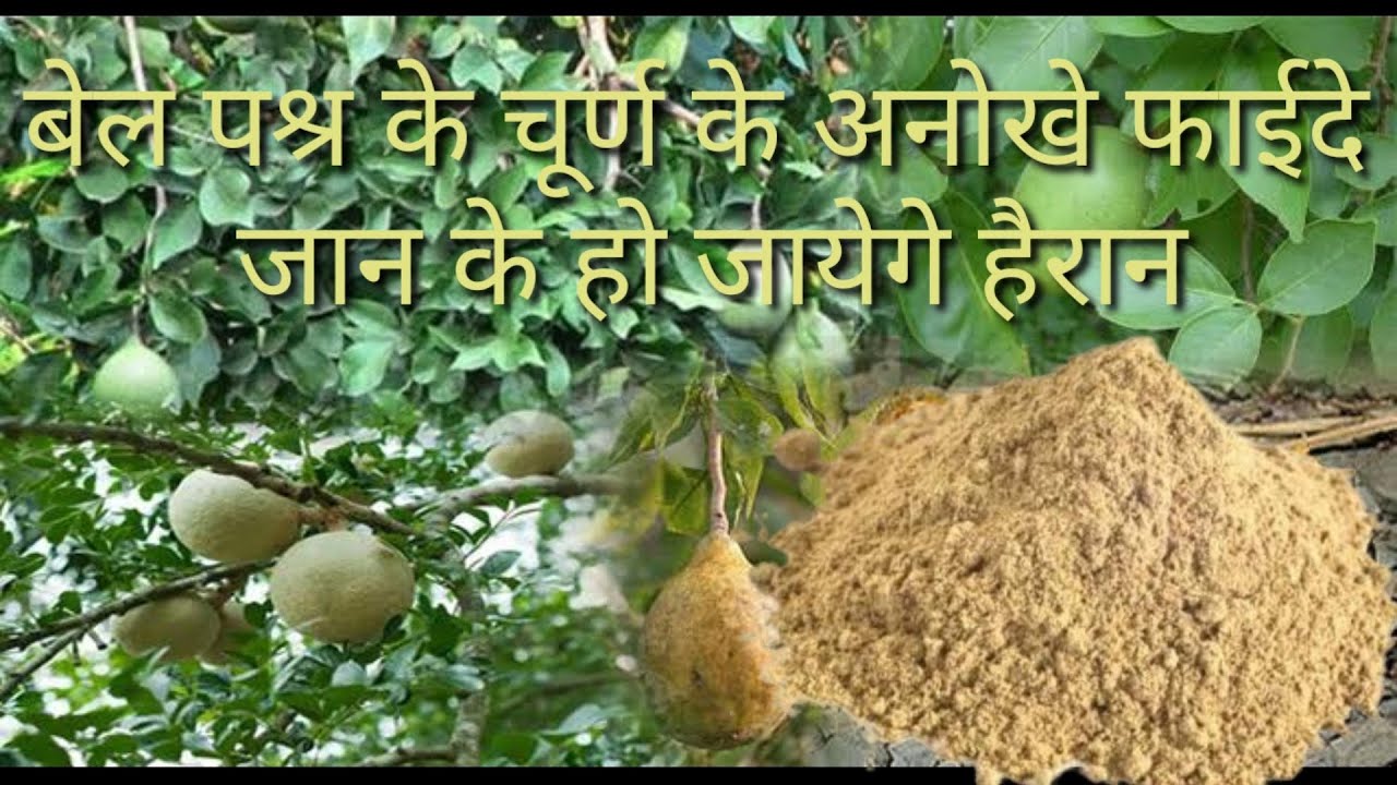 Bel pawder ke anek fayide || Bel churan ka ayurvedic upchar || Dr. Divya