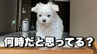 A dog greets mom with a bit of anger when she gets home late. by マルチーズのナナ 34,830 views 1 month ago 4 minutes, 10 seconds