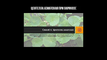 Центелла азиатская при варикозе