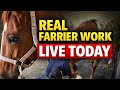 L26 22화 LIVE FARRIER DOCUMENTARYREAL FIELD WORK L26 22화 LIVE FARRIER DOCUMENTARYREAL FIELD WORK