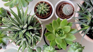 ¿Cómo cuidar las plantas en casa? screenshot 5