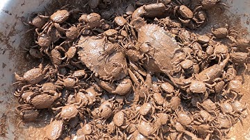 An Cady bắt các con vật dưới trời mưa. con cua, con ếch xanh khổng lồ, ếch đồng - Part312