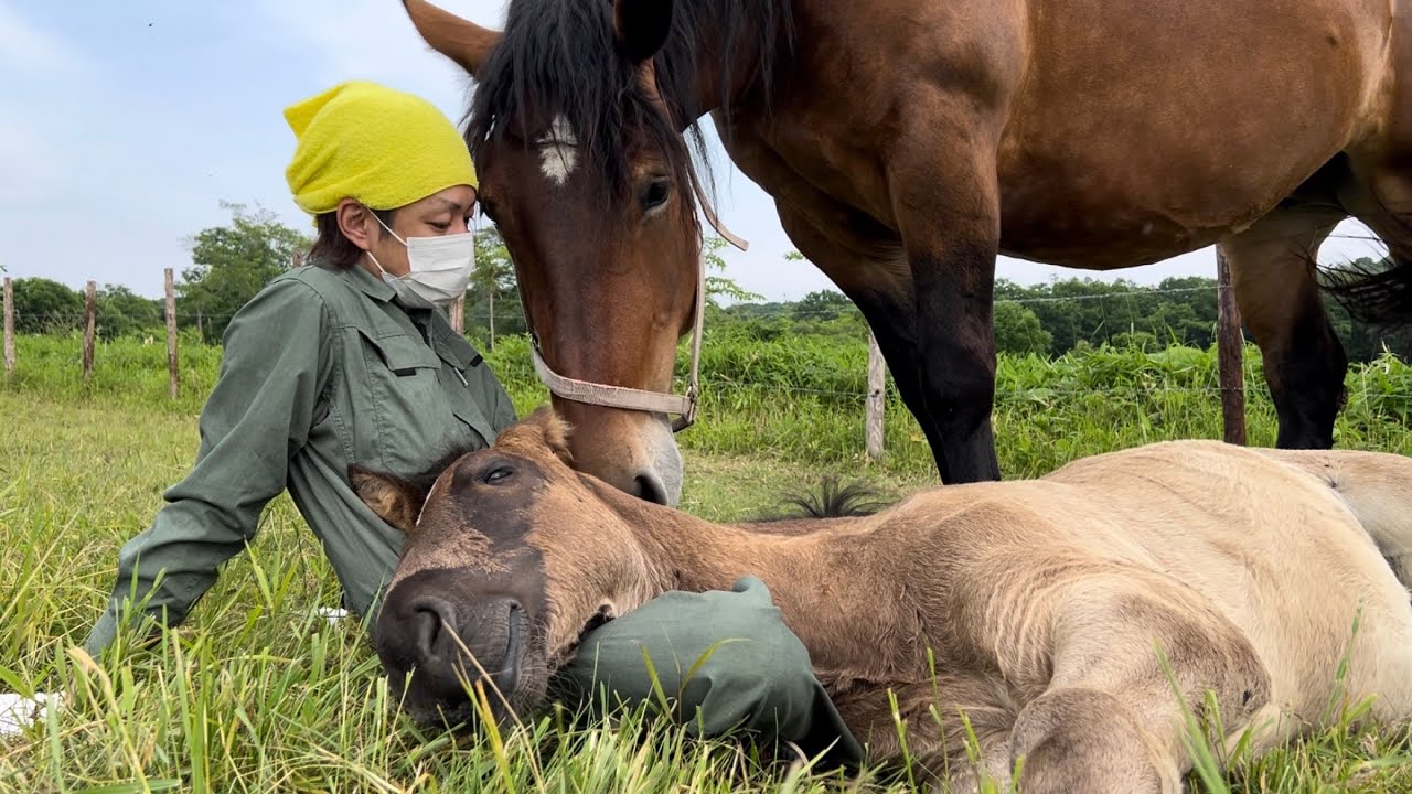 【ばんえい】ばん馬を膝枕できる人間こいつしかいない説