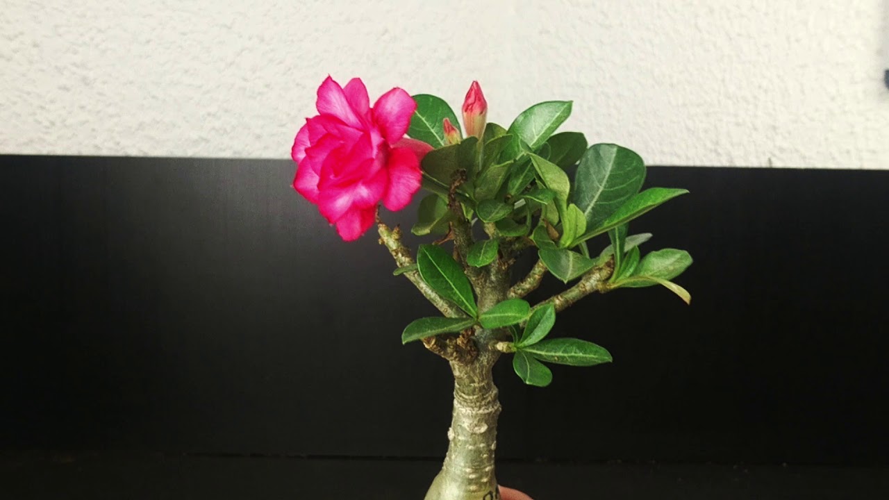 Wüstenrose Omo blüht: Adenium obesum in voller Blüte