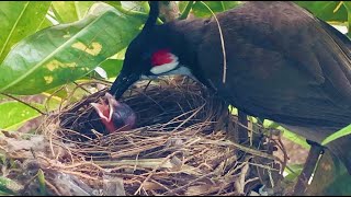 Magical Moments: Bulbul Birds Feeding Baby Birds in a Beautiful Garden!
