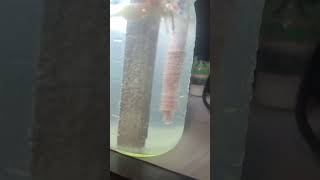 Major Ging From The Electrolysis Reactor Electrodes