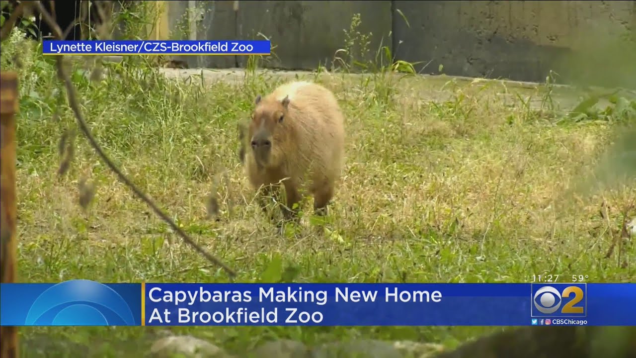 Does Brookfield Zoo Have Capybaras? Everything You Need to Know