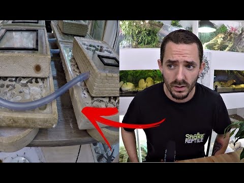 japonaise armée 3 Especes exotiques qui passent l'hiver. Le plus gros des soldats !