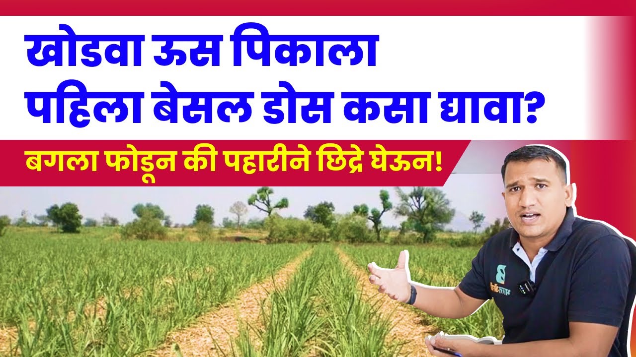खोडवा ऊस पहिला डोस | khodwa us khat niyojan | khodwa us niyojan #us #ऊस #bharatagri 🌾💯✅