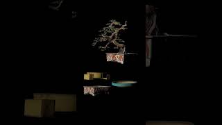 3D bonsai ceramic selection #shorts