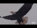 Eagle dynamics at takeoff in super  slomo