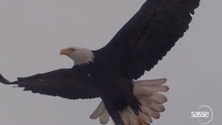 Eagle Dynamics at Take-off in Super  SloMo