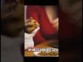 Hámster me pide comida mientras trabajo #hamsters #pets #mascotas #comedy #cute