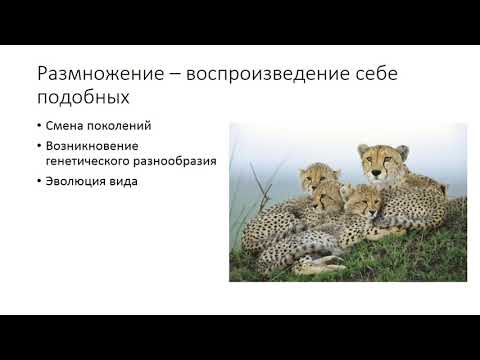 Формы размножения организмов  Бесполое размножение