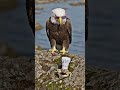 🦅🦅🦅