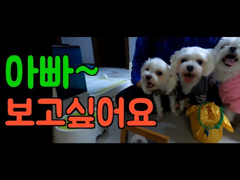 [<strong>Maltese</strong>] 482탄.아빠가 보고싶은 강아지 애플 망고