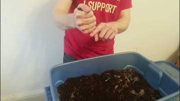 Vermicomposting: Getting Started
