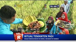 TRANS7 JATIM - Tradisi Temanten Padi Situbondo