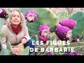 Comment manger les figues de Barbarie ?