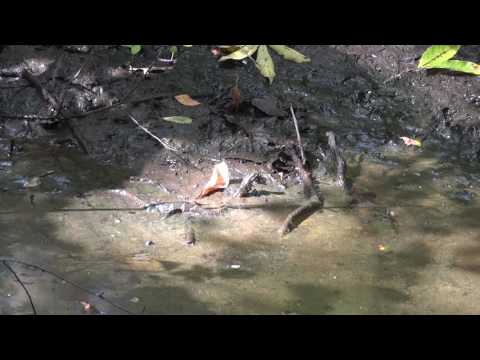 SNAKE STALKING