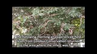 Reunited Mother And Infant Angloan Black And White Colobus Monkey