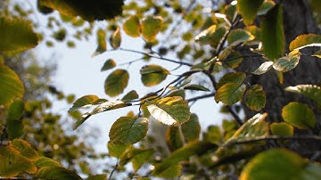 Free photorealistic trees for UE4! Get started with Megascans Trees ! Quick Review ! @quixeltools