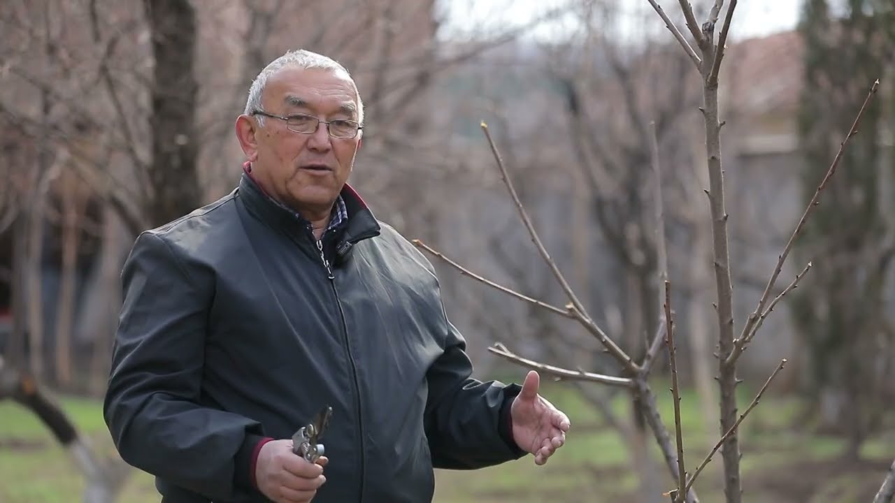 Mevali daraxtlarga shakl berish sirlari.