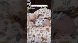 Cute dogs compilation p2 #funny