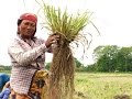 Vetiver and Rice Hull/Clay