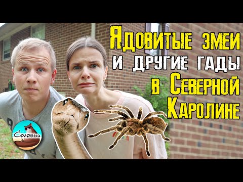 Видео: Есть ли свиные змеи в Северной Каролине?