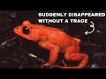 Golden Toad - Recently Extinct Animals