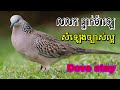 សំឡេងលលកធ្នាក់ម៉ាឡេ ច្បាស់ល្អ Dove stay