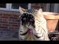 😺 Я больше не буду! 🐈 Смешное видео с котами и котятами для хорошего настроения! 😸