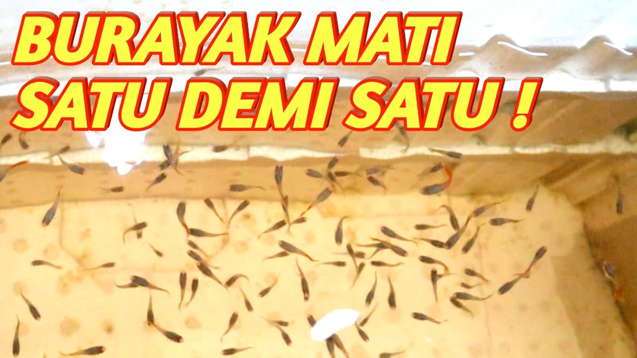 Burayak Ikan Guppy Mati Satu per Satu ?? Ini Solusinya !!