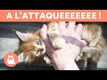 Mon CHAT Me MORD Et Me TAPE Avec Ses PATTES Causes Et Quoi Faire mp3