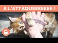 Mon CHAT me MORD et me TAPE avec ses PATTES 💥🐈 (Causes et quoi faire)