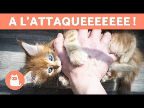 Vidéo: Comment Sevrer Un Chat De Mordre Ou De Se Gratter: Causes D'agression, Que Faire Si Un Animal Attaque, Recommandations Sur Les Méthodes D'élevage